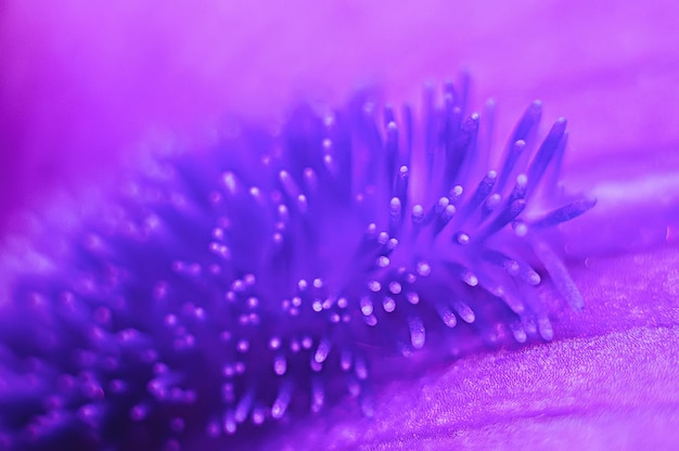 A surreal microcosm of floral stamens a closeup of an iris petal