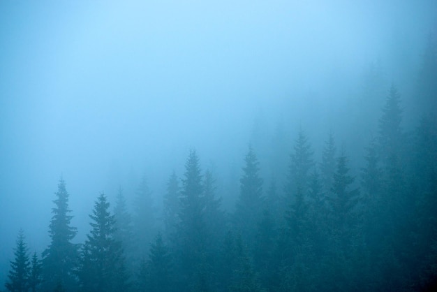 Surreal mysterious fir forest in the fog