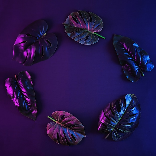 Surreal tropical monstera leaves in neon lighting are arranged in a circle like a wreath. Botanical minimal concept in retro style.