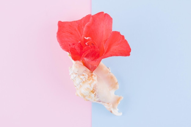 Photo surrealistic concept on pastel background seashell and gladiolus flower creative concept