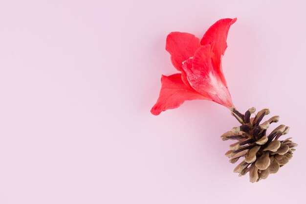 超現実的なコンセプト パインコーンとグラディオルス花 赤い花のクリエイティブなコンセプト