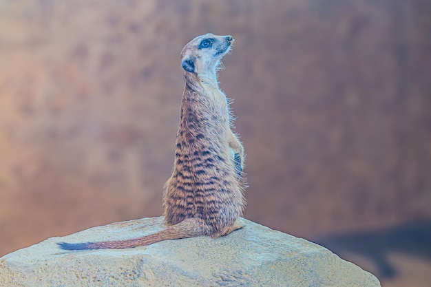 The surricate stands on its hind legs in the park