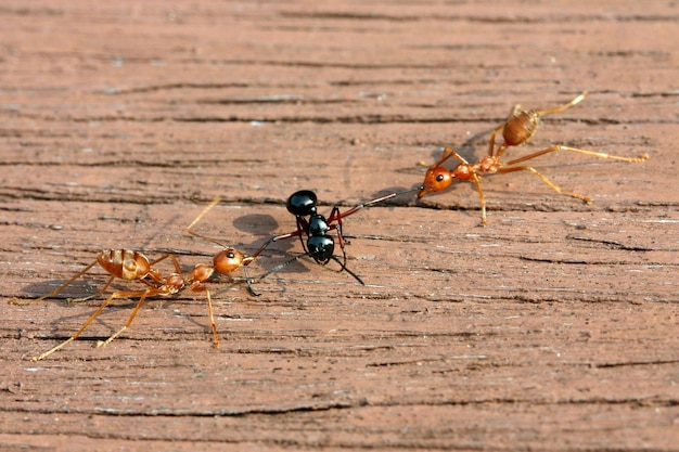 Photo the survival life fighter battle between red and black ants