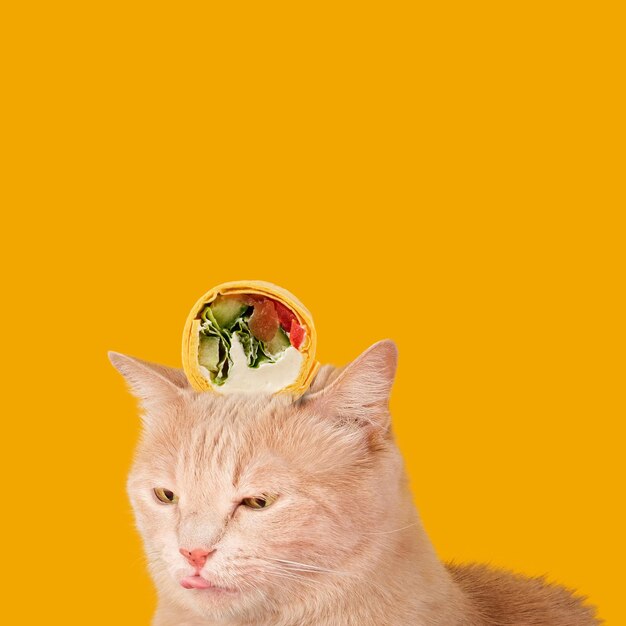 Sushi on a cats head