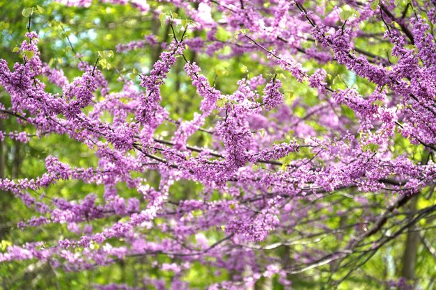 写真 木に吊るされた花