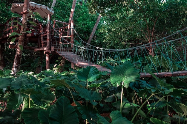 Suspension bridge in a jungle in the Maldives