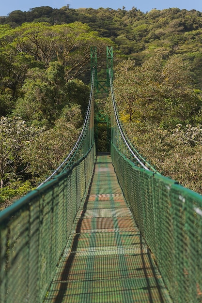 Suspension bridge structure in nature