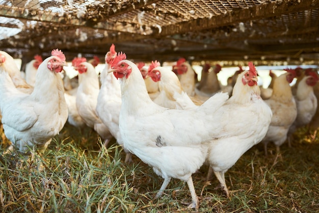 田舎での放し飼いまたは有機養鶏のための空の農場での持続可能性農業と鶏肉 野原の牧草地または小屋での動物の群れを持つ自然の草と鳥