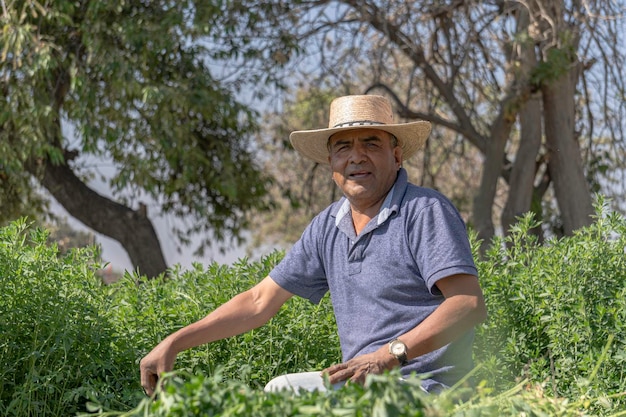 Foto sostenibilità nell'agricoltura messicana agricoltore nel campo di erba medica