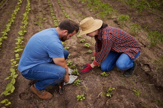 Sustainable farming couple planting growing and gardening vegetable crops or plants in soil dirt or farm land Countryside lifestyle agriculture or rural living farmer people working together