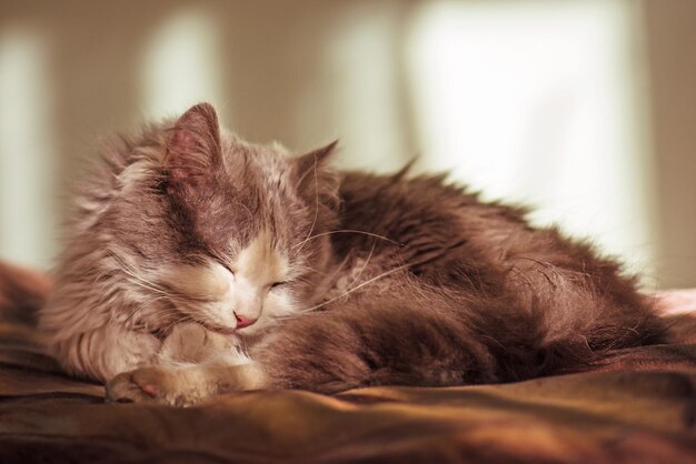 目を閉じて家の中で眠っている灰色の猫