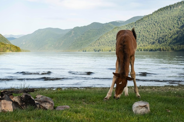 Sute veulen grazen op de oever van het meer Jong paard is de weide op het gazon oever van het meer