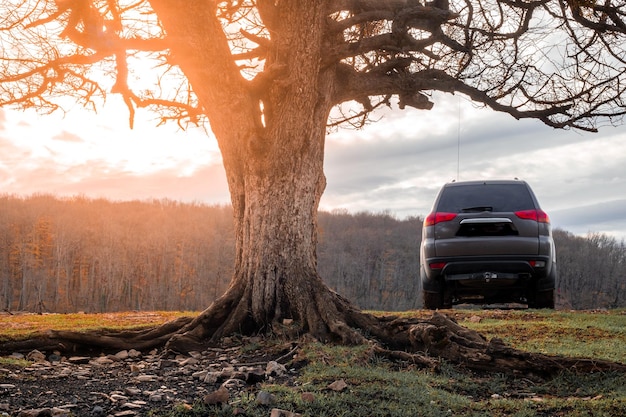 Photo suv car near a large branchy tree in the caucasus mountains on an autumn day travel and tourism