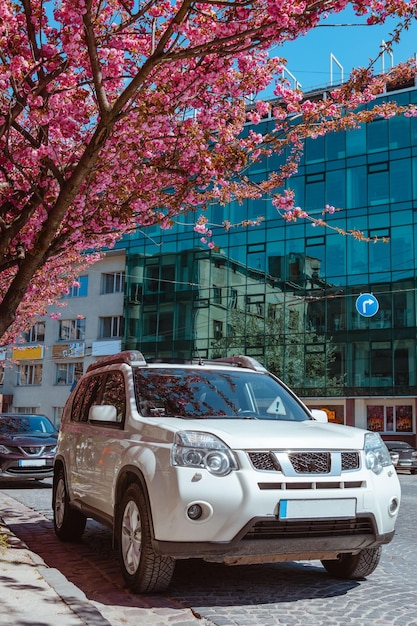 Foto suv auto parcheggiata sotto l'albero di sakura in fiore
