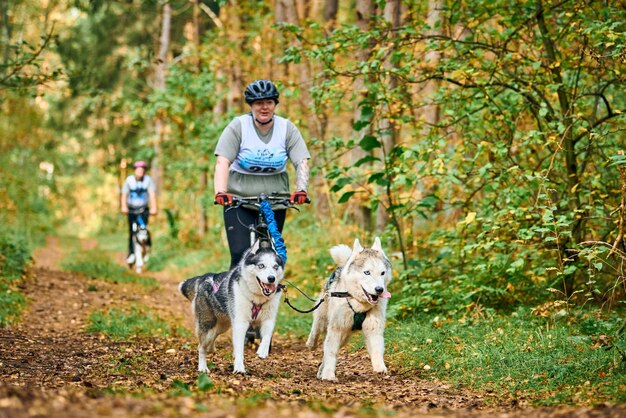 Svetly, oblast di kaliningrad, russia - 2 ottobre 2021 - corsa di cani da slitta bikejoring, cani husky siberiani che tirano la bici con una donna grassoccia positiva per il corpo, competizione di corse di cani da slitta, stile di vita sano