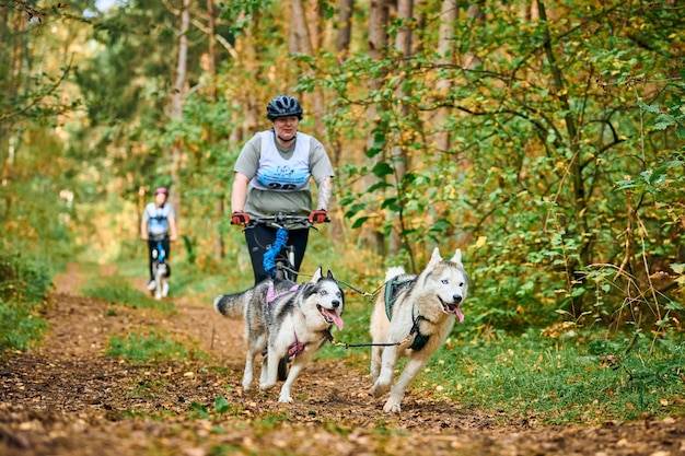 Svetly, Kaliningrad oblast, Russia - October 2, 2021 - Bikejoring sled dog racing, Siberian Husky dogs pulling bike with body positive plump woman, sled dog racing competition, healthy lifestyle