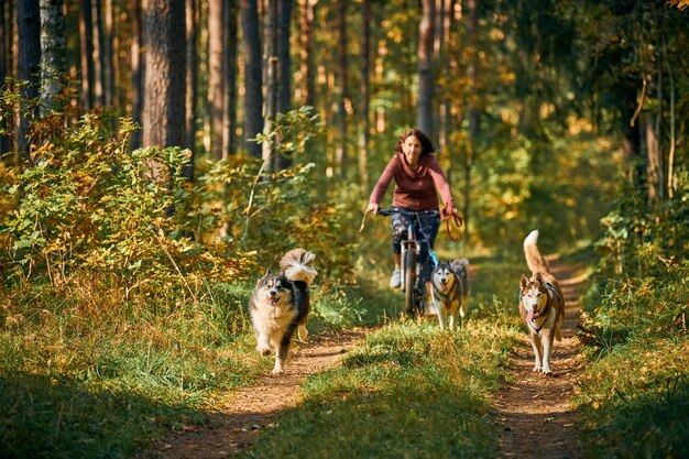 Svetly、カリーニングラード州、ロシア-2021年10月2日-バイクジョリングそり犬のマッシングレース、所有者とバイクを引っ張る純血種のシベリアンハスキーそり犬、森の中での秋の競争、そり犬のレース