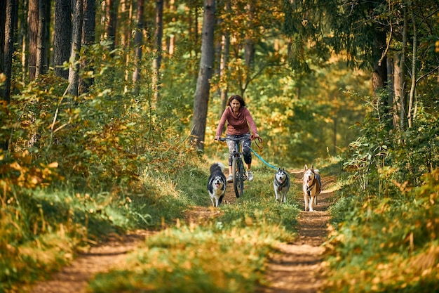 Svetly、カリーニングラード州、ロシア-2021年10月2日-バイクジョリングそり犬がレースをつぶし、強いシベリアンハスキーそり犬が自転車に乗る人と一緒に自転車を引っ張る、屋外での秋の競争、そり犬のレース