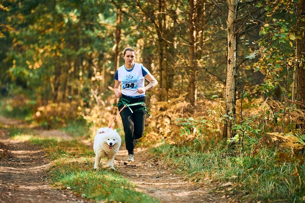 스베틀리, 칼리닌그라드 주, 러시아 - 2021년 10월 2일 - 개와 함께 달리는 캐니크로스 크로스 컨트리, 흰색 솜털 사모예드 개와 함께 달리는 운동 여성 머셔, 썰매 개 경주 스포츠 대회