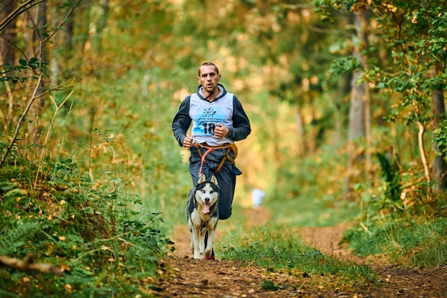 Svetly, Kaliningrad oblast, Russia - October 2, 2021 - Canicross cross country running with dog, athletic musher running with one Siberian Husky dog, sled dog racing sports outdoor activity