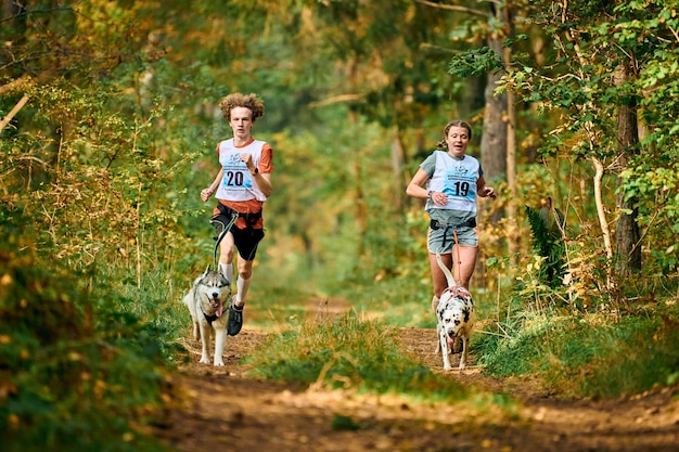 Svetly, Kaliningrad oblast, Russia - October 2, 2021 - Canicross dog mushing race, Siberian Husky and Dalmatian dog running attached to male and female mushers, sled dog racing sports