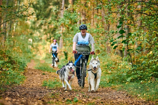 Svetly, oblast Kaliningrad, Rusland - 2 oktober 2021 - Bikejoring sledehondenraces, Siberische Husky-honden die fiets trekken met lichaamspositieve mollige vrouw, sledehondenracecompetitie, gezonde levensstijl