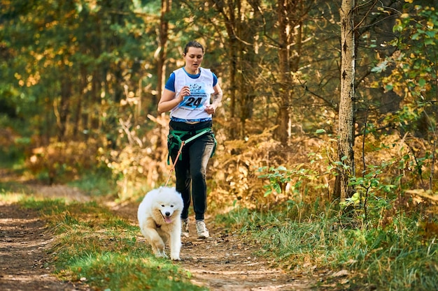 Svetly, oblast kaliningrad, rusland - 2 oktober 2021 - canicross veldlopen met hond, atletische vrouwelijke musher rennen met witte pluizige samojeed-hond, sledehondensport sportcompetitie