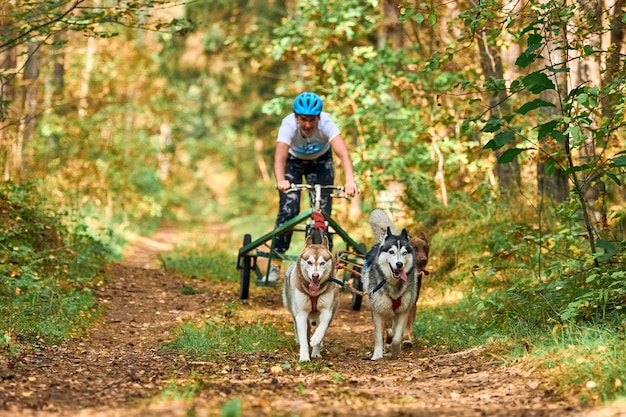 Svetly, oblast Kaliningrad, Rusland - 2 oktober 2021 - Kartsporten, actieve Siberische Husky-honden die rennen en hondenkarren trekken, sledehondenraces in herfstbos, droogland-mushing-competitie