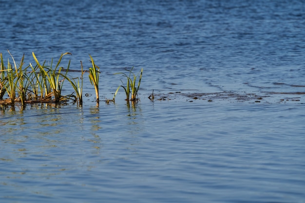 사진 수생 식물이있는 러시아의 meshchersky 지구에있는 svyatoe 호수