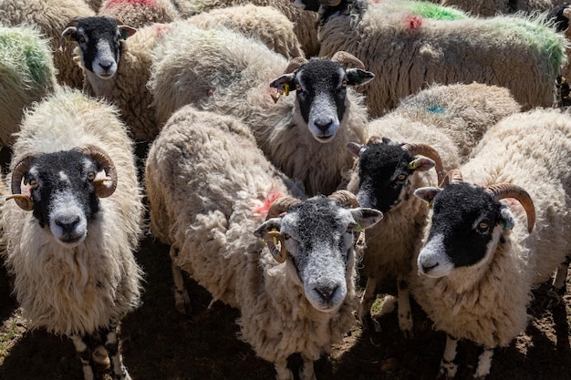 Photo swaledale sheep yorkshire dales england