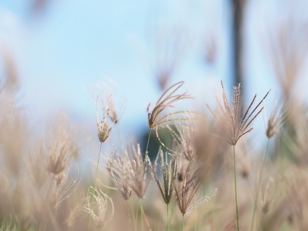 Foto swallen fingergrass chloris barbata sw. dominicaanse republiek. selectieve aandacht.