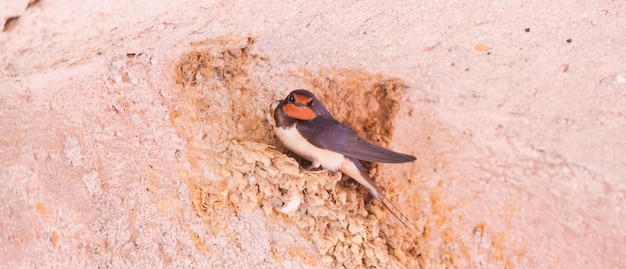 A swallow next to her nest inside a tunnel