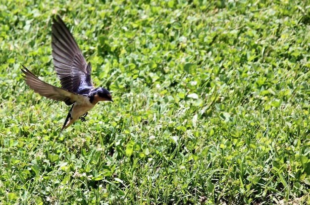 Photo swallow landing