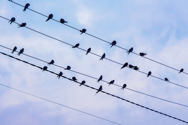 The swallow's flock sits on electric wires
