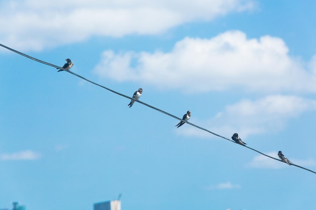 Swallow sitting on electric wire with city view