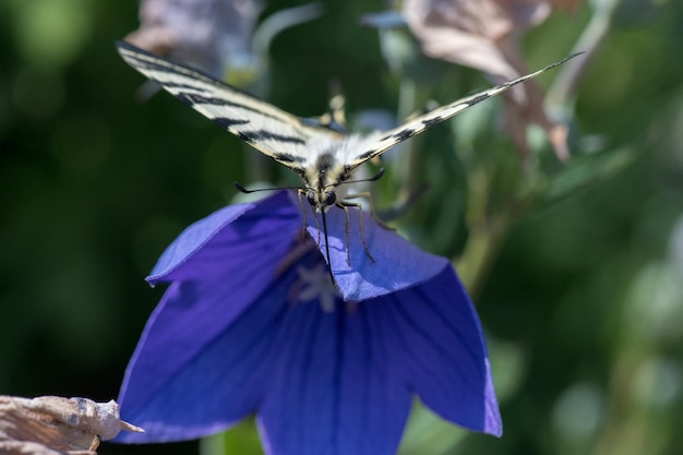 Swallow tail butterfly machaon close up portrait