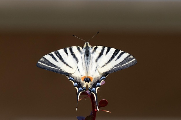 Swallow tail butterfly machaon close up portrait