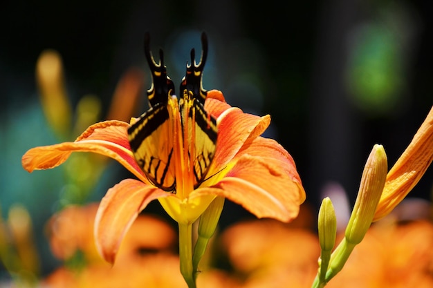 Swallow tail in a lily