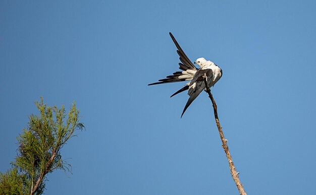 Foto l'aquilone a coda di rondine si poggia in alto su un albero e pulisce le sue piume nel santuario della palude a rimbalzo