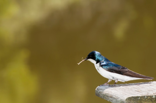Swallow with twig in beak to use as material for a new nest