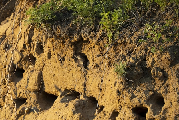 Swallows' nests in the sheer mountain