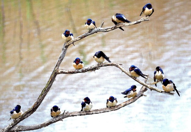 Foto le rondini appoggiate su un ramo vicino al fiume