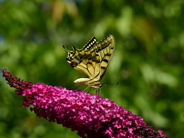 Foto farfalla a coda di rondine su un fiore di arbusto di farfalla