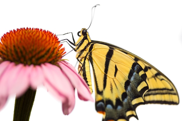 エキナセアの花にアゲハチョウ