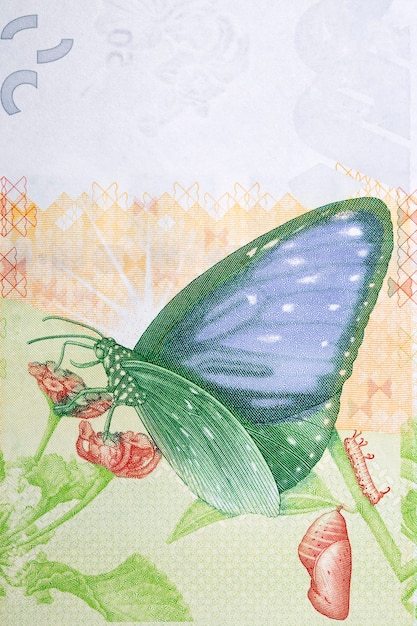 香港のお金から花にアゲハチョウ