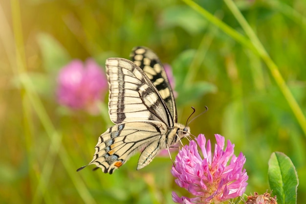 Бабочка-парусник на цветущем лугу papilio machaon