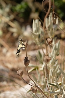 Farfalla a coda di rondine al monte calamorro vicino a benalmadena spain