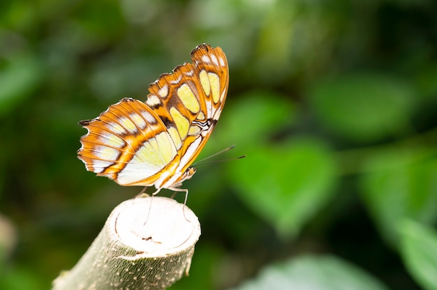 Бабочка-парусник, крупный план Papilio machaon с зеленым фоном