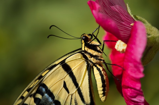 Farfalla di swallowtail sul primo piano rosso del fiore della malvarosa