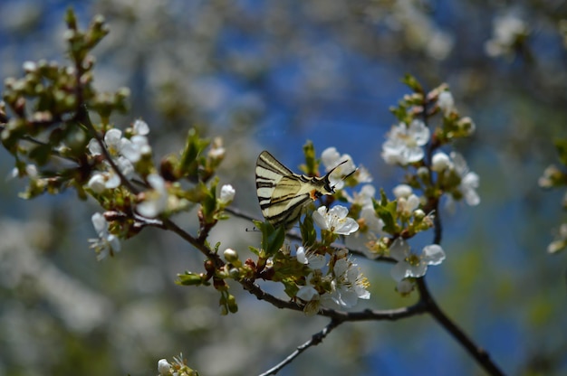 白い開花枝にアゲハチョウ